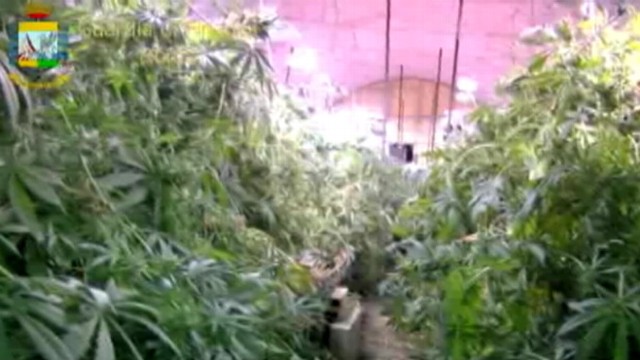 VIDEO: Authorities confiscate $3.7 million-worth of marijuana in abandoned tunnel.