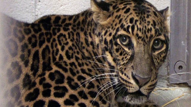 PHOTO: One of three leopards that were captured by authorities is photographed a day after their owner released dozens of wild animals and then killed himself near Zanesville, Ohio.