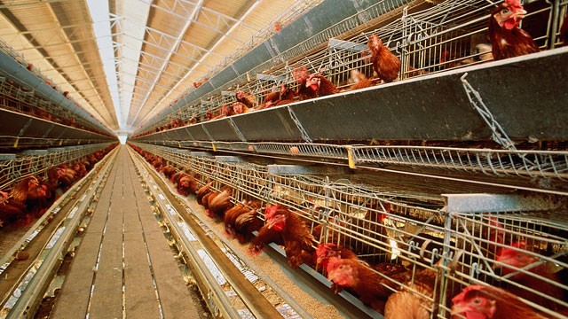 Cruel Chicken Farming