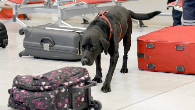 PHOTO: A new government investigation suggests that the Transportation Security Administration is not collecting enough detailed information to know if its bomb dogs are well trained and capable of finding bombs at the nations airports.