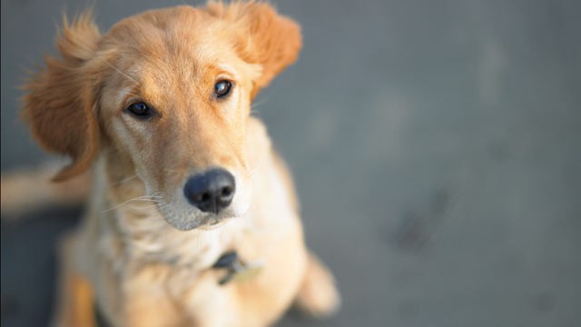 PHOTO: U.S. authorities tell ABC News that Al Qaedas latest designs involve bombs surgically implanted in terrorists, as well as bombs hidden in pets.