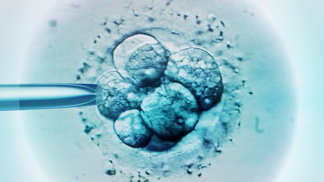 PHOTO: Embryo being artificially fertilized