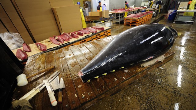 PHOTO: A bluefin tuna is unloaded on its way to be cut and distributed to New Yorks top sushi restaurant at a fish market, Jersey City, New Jersey, March 12, 2010.