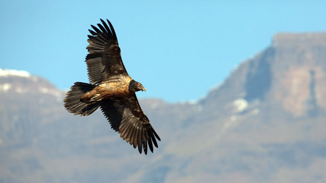 PHOTO:Sudanese Officials are claiming a large bird captured late last week is an "Israeli spy vulture."