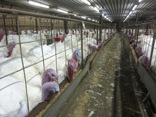 Butterball Farm Worker Guilty of Cruelty