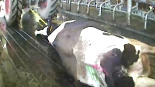 PHOTO: Hidden camera video led to criminal charges against employees at the largest dairy farm in Idaho, Bettencourt Dairies.