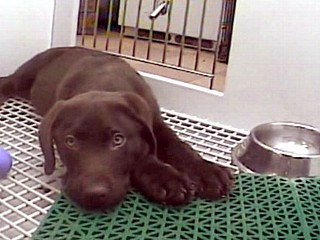Humane Society of the United States dog