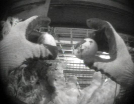 egg slideshow