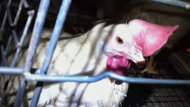 PHOTO: The Humane Society claims that undercover video, allegedly shot at Kreider Farms in Pennsylvania, shows unsanitary conditions.