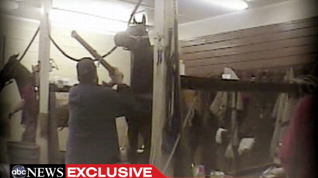 PHOTO: Undercover video caught trainer Jackie McConnell allegedly abusing Tennessee Walking Horses.