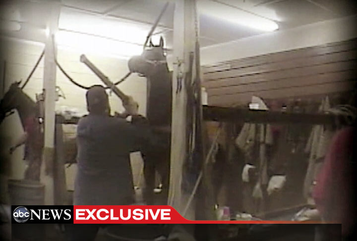 PHOTO: Undercover video caught trainer Jackie McConnell allegedly abusing Tennessee Walking Horses.