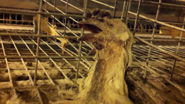 PHOTO: The Humane Society of the U.S. claims that undercover video shot at a facility run by Kreider Farms in Pennsylvania shows unsanitary and inhumane conditions.