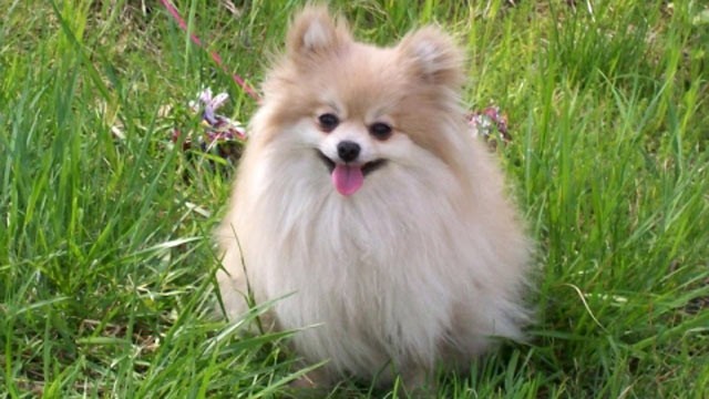 PHOTO: Dennis Adkins has filed a $5 million class action lawsuit against Nestle Purina, alleging that his 9-year-old Pomeranian Cleopatra died after eating Waggin Train chicken jerky dog treats.
