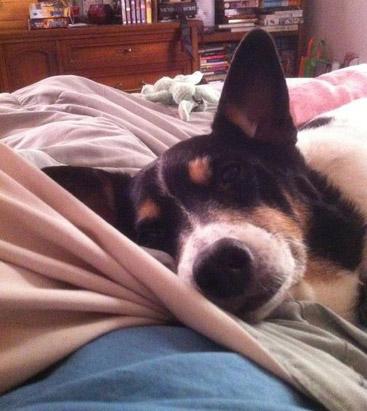 Dog's Treats Making Pups Sick?