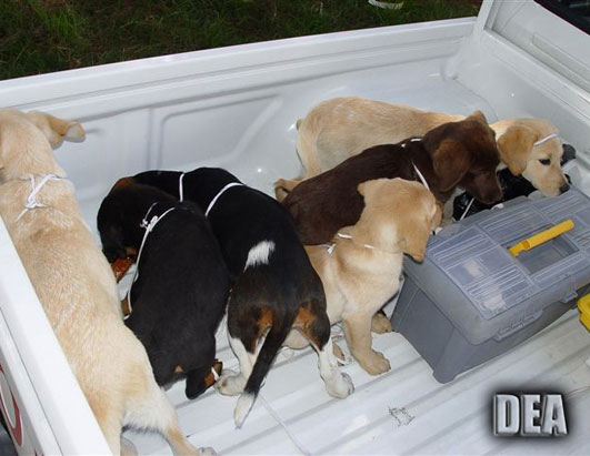 Puppies Used by Drug Traffickers to Smuggle Heroin 