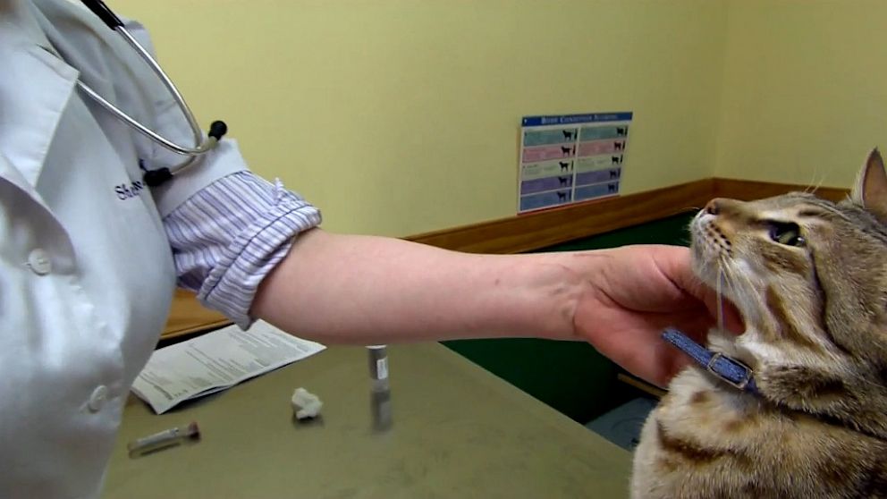 PHOTO: Hypoallergenic Cats