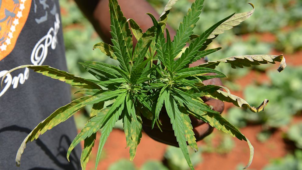 PHOTO: Marijuana Plant