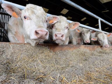 Milk Price Spike Blamed on China Squeezes Starbucks