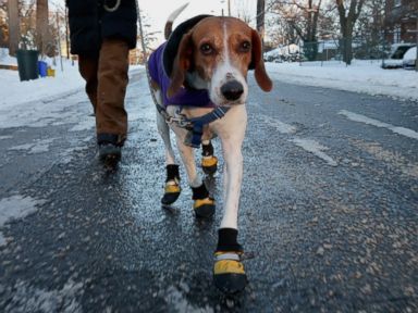 Why Ace Hardware and Pawz Dog Boots Love Winter