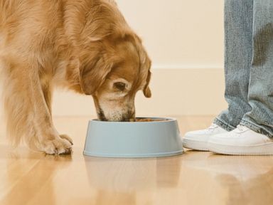 Is Premium Dog Food a Waste of Money?