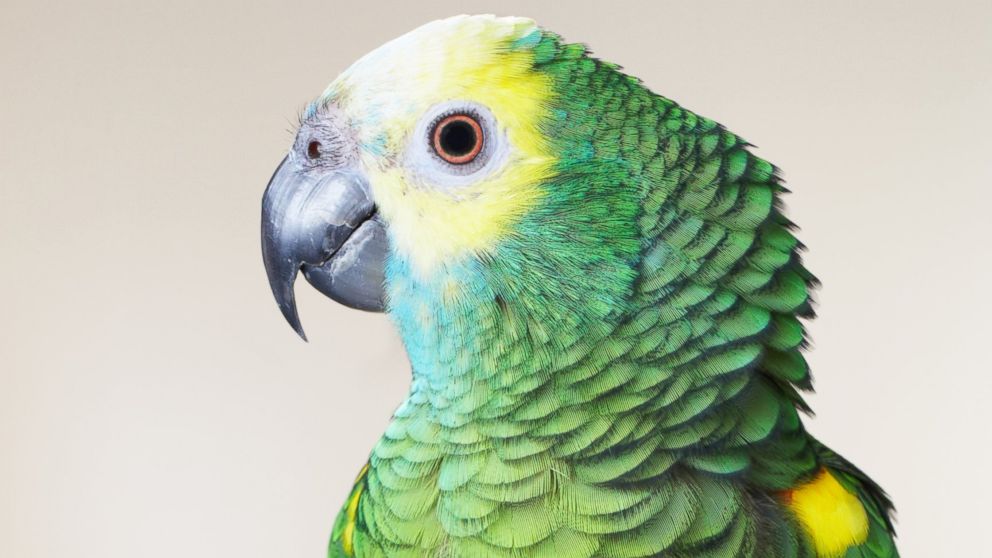 PHOTO: A green parrot perches on a branch in this undated file photo.