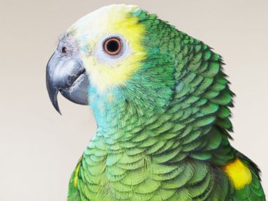 Parrot Mistaken for Child in Distress in Connecticut