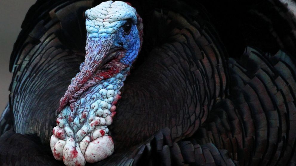 PHOTO: Hold the cranberries! Behaving like feathered thugs, gangs of wild turkeys are invading suburbia, menacing pets and children, damaging property, giving the bird to cops.