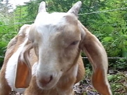 VIDEO: Wendy Bounds on ditching power tools and renting goats to trim the weeds.