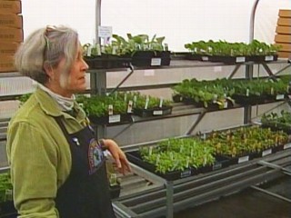 Bad Economy Spouts 'recession Gardens'