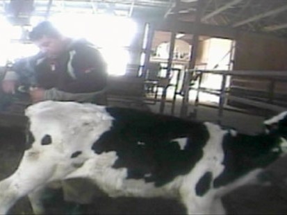 VIDEO: Hidden-camera Video: Tail-docking