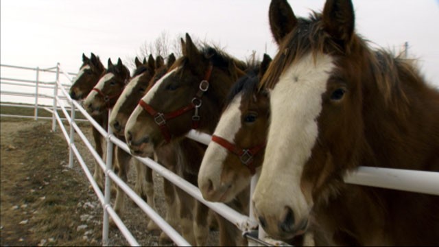 PHOTO: Shown here are some of the massive horses at the Warm Springs Ranch in Boonville, Missouri.