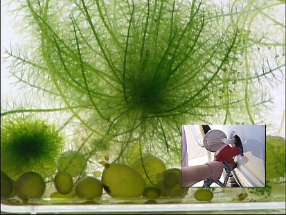 algae into fuel