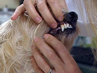 Don't Let Vet Bills 'pet'rify You