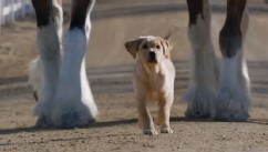 VIDEO: Super Bowl commercial tugs at the heart-strings by featuring animals with a special bond.