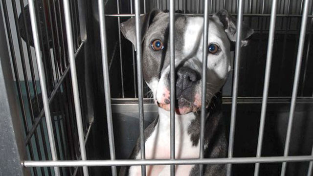 PHOTO: The Friends of Collinsville Animal Shelter in Oklahoma recieved a donation of 188,000 dollars by mistake when the money was intended for a shelter with the same name in Illinois, about 400 miles away.