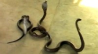 VIDEO; Two farmers in India protest bribery demands by dumping snakes at tax office.