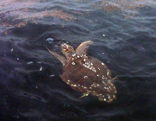 Dead Animals Start Showing Up After Oil Spill