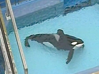 VIDEO: There is still confusion about how a killer whale killed a SeaWorld trainer.