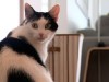 VIDEO: Farnoosh Torabi shares advice for any pet owner