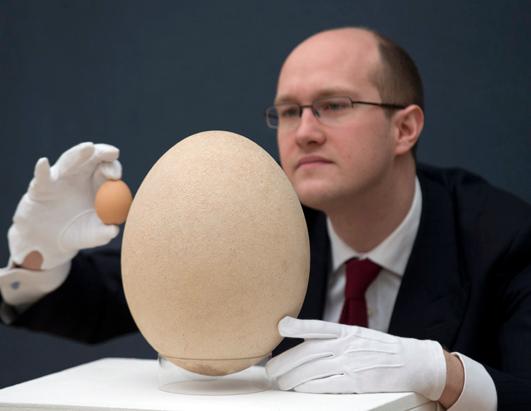 Christie's Auctions Giant Egg