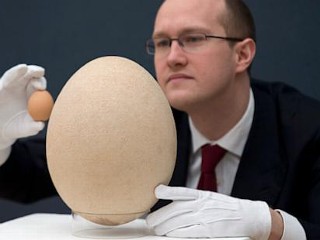 Photos: Giant Egg Is 100 Times Bigger Than a Chicken Egg
