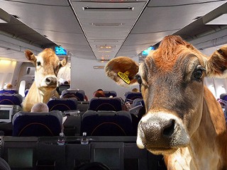 cattle plane