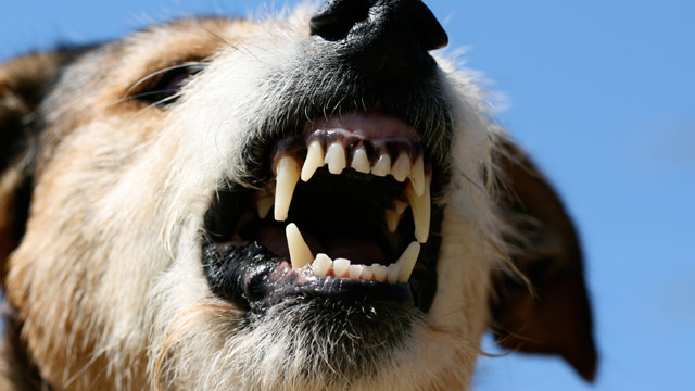 PHOTO: Insurers last year paid out $489 million for claims involving dog bites in the home.
