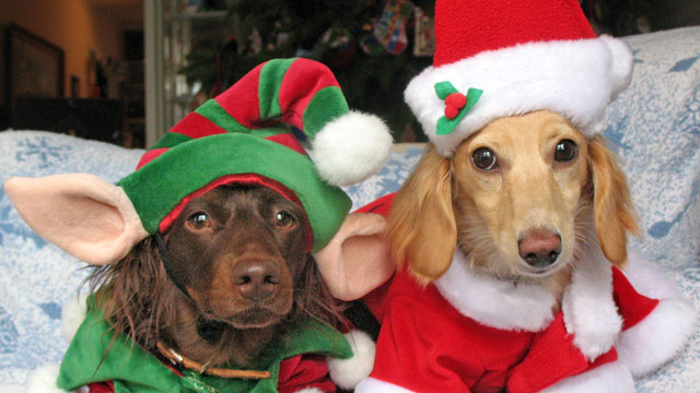 PHOTO: Two longhaired miniature dachshunds wear holiday sweaters.