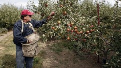 PHOTO: Mark Morrell picks over his Jona Gold apples at Walters' Fruit Ranch on September 18, 2006 in Green Bluff, Washington in this file photo.