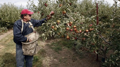 PHOTO: Mark Morrell picks over his Jona Gold apples at Walters' Fruit Ranch on September 18, 2006 in Green Bluff, Washington in this file photo.