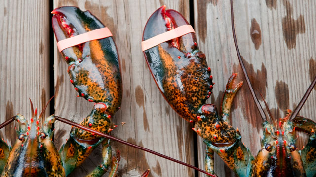 PHOTO: Two lobsters in Acadia National Park, Maine.