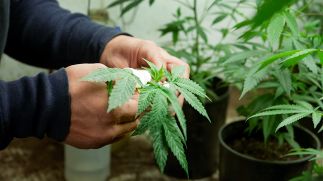 PHOTO: Cultivating medical marijuana