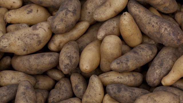 PHOTO:Freshly dug potatoes.