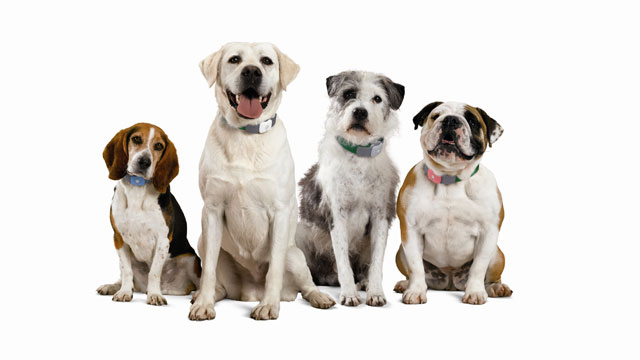 PHOTO: Tagg Pet Tracker